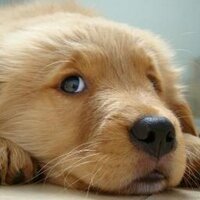 perritos perdidos (@perritosperdido) 's Twitter Profile