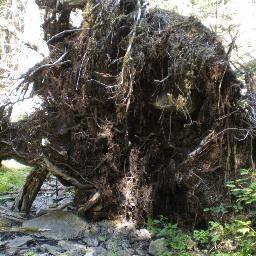 GscheerG's profile picture. Through Forests to Berlin and Umgebung.