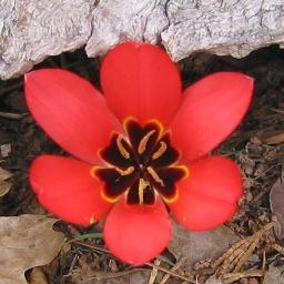 Birder🐧Democrat🌊Gardener       
#FBR 🌊 #MeToo #BLM Anti-Racist & Anti-Fascist #ProsecuteSeditionists 
Happily Married 🚫porn