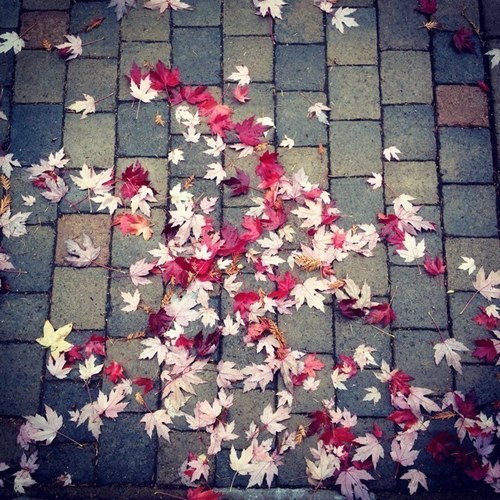 scarrie1s's profile picture. 