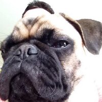 Der Mops (@kralle16) 's Twitter Profile