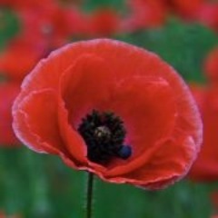 WhyWearAPoppy's profile picture. Why Wear a Poppy is a short film dramatization of the poem of the same name by Don Crawford. 
Watch it now at http://t.co/2canSWOskc