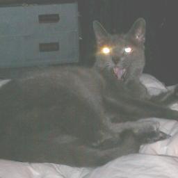 batdiver13's profile picture. Scuba Instructor, Reiki Master, Trader