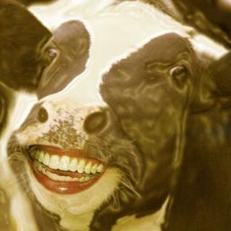 Tengo una vaca lechera, no es una vaca cualquiera. Vive en un laboratorio, tiene un blog sobre Fringe y da leche condensada. ¡Ay, que vaca tan salada!