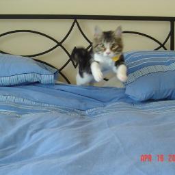 AbbyDaTabby's profile picture. I iz @Latvianchef's 1st rescue. Chloe is my little sis. I run da household.