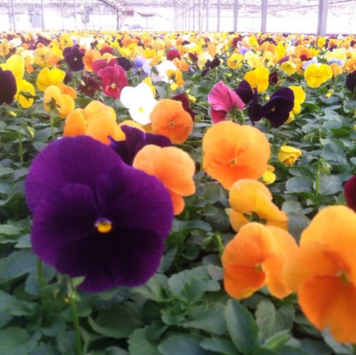 zylstras's profile picture. Grower and supplier of small plants and finished plants for greenhouses, independent garden centers, and landscapers!