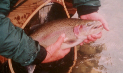 BsSturtevant's profile picture. 