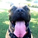 greg charles - @fearlesspresas - Twitter