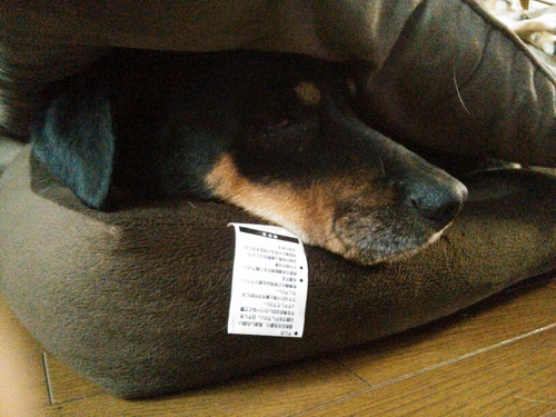 one_wan_1's profile picture. はるまきです。シイタケは入れないで下さい。