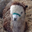 Lorraine Plummer - @lollieplum - Twitter