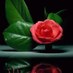 om amal (@omamal4) Twitter profile photo