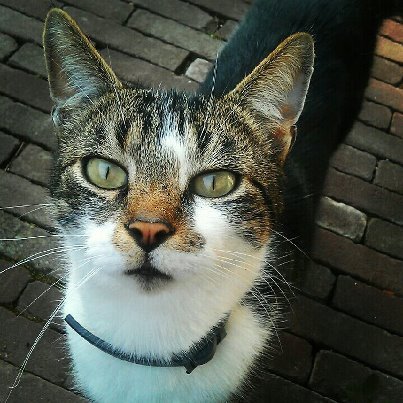 Hoi, ik ben Sammy, buurtkat uit de Raambuurt in Deventer. Ik heb mijn eigen Raambode waarbij ik de buurt bekijk vanuit kattenperspectief: om te spinnen zo leuk