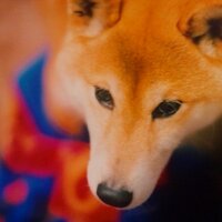 京都犬🐶✨🍜🎶🚘️⛰️(@dogkyoto) 's Twitter Profile Photo