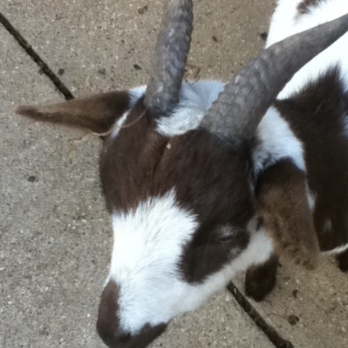 We try and promote the RSPCA's work and Animal Care! This is NOT the RSPCA.