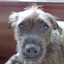 Alex Abrams - @beeskydaddy - Twitter