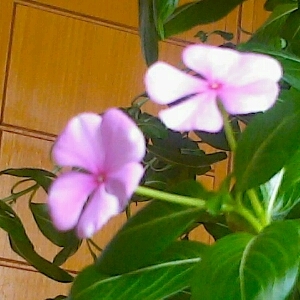 startree0907's profile picture. 새는 알을 깨고 태어난다.
알은 새의 세계의 전부이다.
한생명이 태어나기 위해서는 
한세계를 파괴하여야 한다.