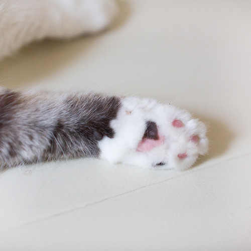 Sortea_Lychee's profile picture. 高1の普通の人です。性別は勘でどうぞwフォローしてくれたら100%リフォローします。