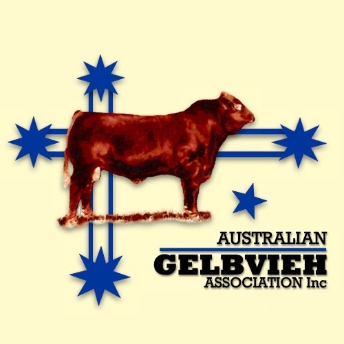 Australian Gelbvieh Association - check out our Beef Cattle in Australia. Gelbvieh a Euro breed for Maternal traits plus Muscle, See http://t.co/I1qFLByVsL