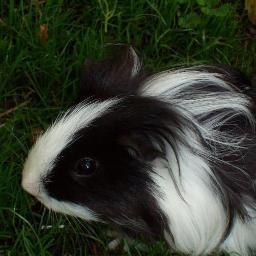 RIP Guinness, died 19th January 2013. Loved melon and lived with Pepsi. Missed a lot xox