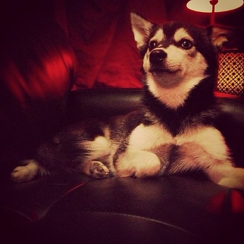 Woof! I'm Fox! My owner is @JamesMofBTR from Big Time Rush