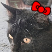 lilaqbagns's profile picture. I’m a crazy cat lady who doesn’t own a cat.