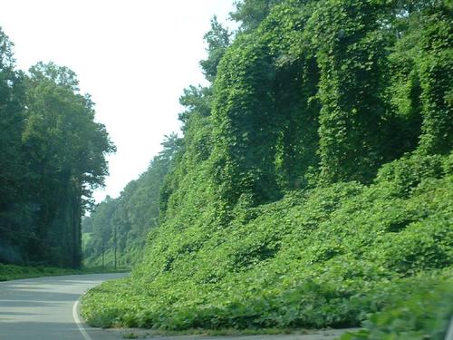 KudzuIdeas's profile picture. The official nick johnston twitter stream offering thought provoking marketing ideas or raw comedic brilliance