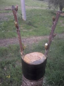 SitodegliInnest's profile picture. Lo Staff de Il sito degli Innestatori.
Per maggiori informazioni scrivici una e-mail a ilsitodeglinnestatori@hotmail.it