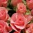 khadegh2's profile image