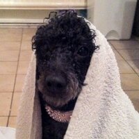 Diana hurley (@twirlyx) 's Twitter Profile