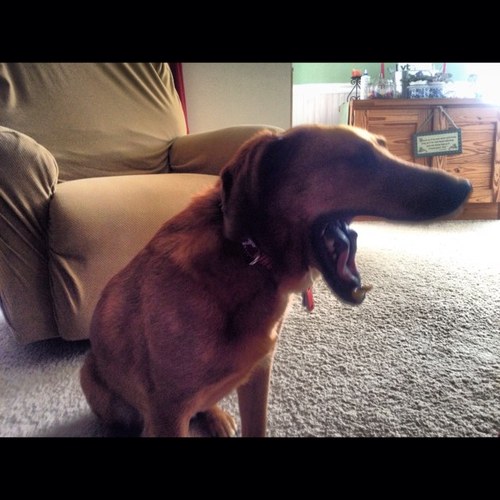 veggiehop's profile picture. 