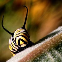 Shelley Barkley 🐞🦋📷🐛 (@megarhyssa) 's Twitter Profile Photo Shelley Barkley 🐞🦋📷🐛 (@megarhyssa) 's Twitter Profile Photo