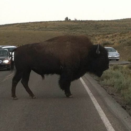 tsamwick's profile picture. I'm never here.