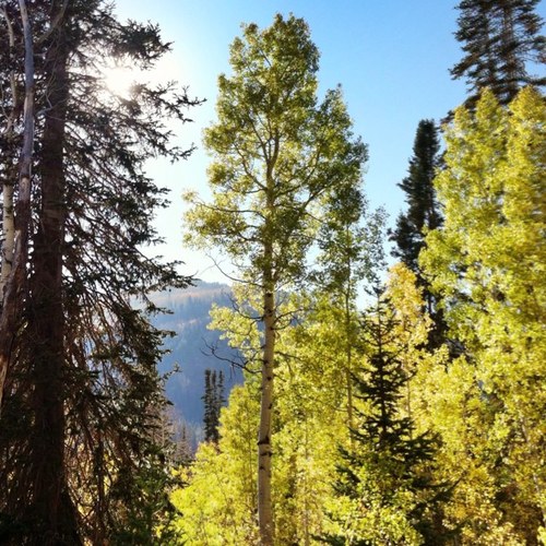 TreeIDer's profile picture. Beginner tree identifier hopefully helping tree enthusiasts. Help me ID trees!