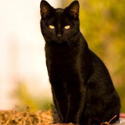 black_cat877's profile picture. 