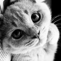 alshaimaa_selim's profile picture. family medicine doctor.
Arab board family medicine.
Egyptian board family medicine .
Mrcgp int