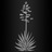 saeculumcellars's profile image