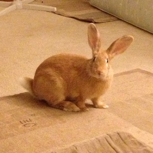 Me is Jaxx, a checkered flemish giant mix, brofer of @baileybun1 born ~ 7-25-12 mommy adopted me fwom a shelter 8-30-12