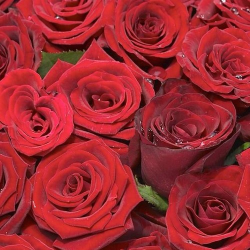 mareoom21's profile picture. 