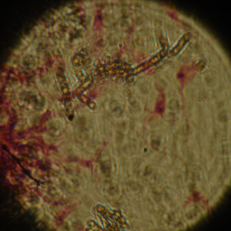 SrCruzzz's profile picture. ...