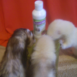 ferretshooman's profile picture. I was the hooman to 3 amazing ferrets all have gone OTRB so now I'm just mom to my cat Boyd. I live in my vehicle