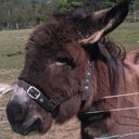 Chris Lyall - @CLYA11 - Twitter