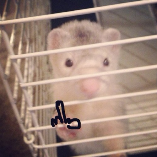 FerretProblems's profile picture. Lets hear those ferret problems !