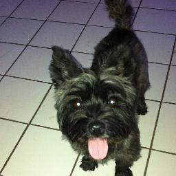 Bearzrul's profile picture. 