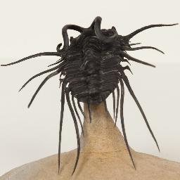 timeexplorers's profile picture. Real fossils & genuine meteorites! Real science for kids!