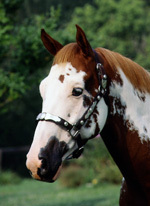 KyPaintHorses's profile picture. 