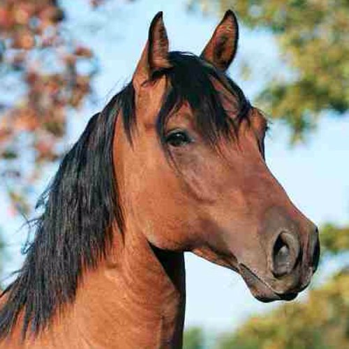 I like to trot and neigh in my spare time.