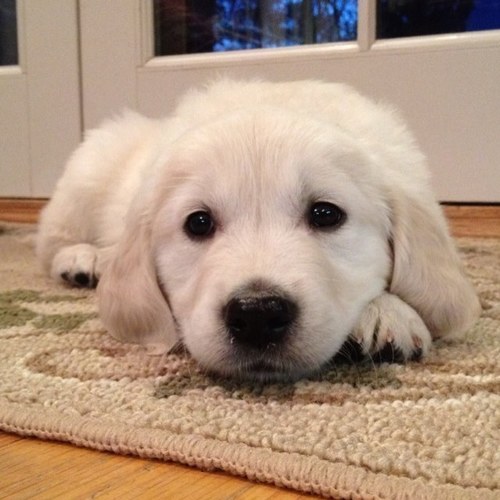 dancik's profile picture. 