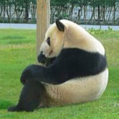 nishimotton's profile picture. 【注意】息子が勝手にツイートする場合がごさいます、温かい目で見守っていただけると助かります【御礼】