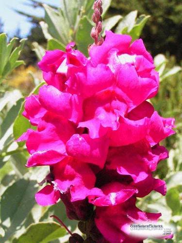 shandralynn63's profile picture. Single mom with 20 year old son.I have a 13 year old domestic persian cat.