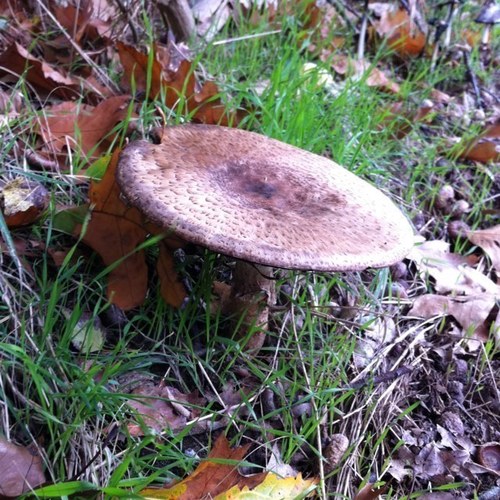 Natuurpunt Regio Zelem